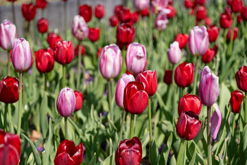 アイスチューリップ