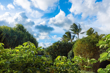 ハワイの熱帯植物と青空 ヤシの木が揺れる南国の緑の風景