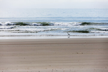 A heron in profile walking on the beach near the waves; the sand is light gray, the sea is light blue, and the sky is white