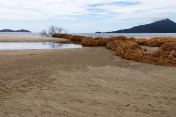 A small lake formed by seawater amidst the sand after the tide rises, and next to the lake there is a large expanse of vegetation brought in by the sea; in the background there are mountains