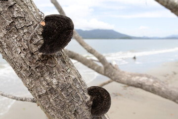 A type of black fungus on a dry tree on a beach; the beach appears in the background, out of focus