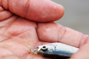 Blurred image of a small silver fish in a person's hand, photographed up close