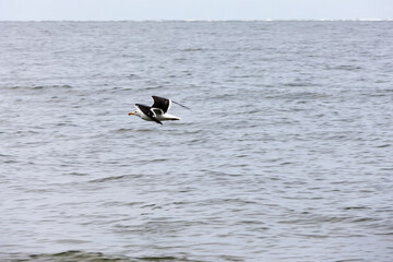 A seagull in full flight over the grey sea; in the background, a small strip of grey sky and the horizon line are visible