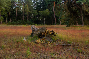 Landscape with sunset on the Veluwe