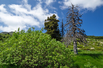 Fototapeta premium Spring Landscape of Vitosha Mountain, Bulgaria