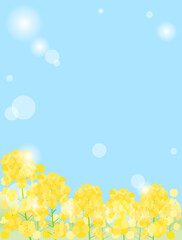 青空と日差しと菜の花畑を組み合わせた背景のイラスト　アスペクト比1：1バージョン