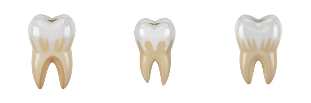 Tooth Reference Image Odontogram Images – Browse 197 Stock Photos, Vectors, and Video | Adobe ...