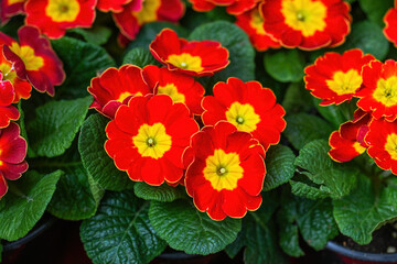 Vibrant red primula flowers with bright yellow centers bloom among lush green leaves creating a beautiful spring floral background for garden design