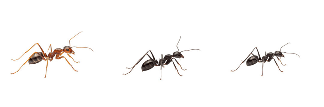 Crazy ant isolated on white background, Paratrechina spp., Paratrechina longicornis, long-legged ant, fast-moving ant, invasive species, tropical ant, wandering ant, global ant, Paratrechina colony, a