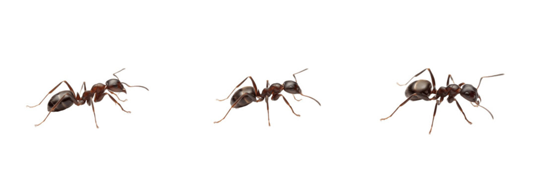 Argentine ant isolated on white background, Linepithema humile, invasive ant, small black ant, pest species, global ant, household ant, colony ant, fast-moving ant, Linepithema colony, ant macro photo