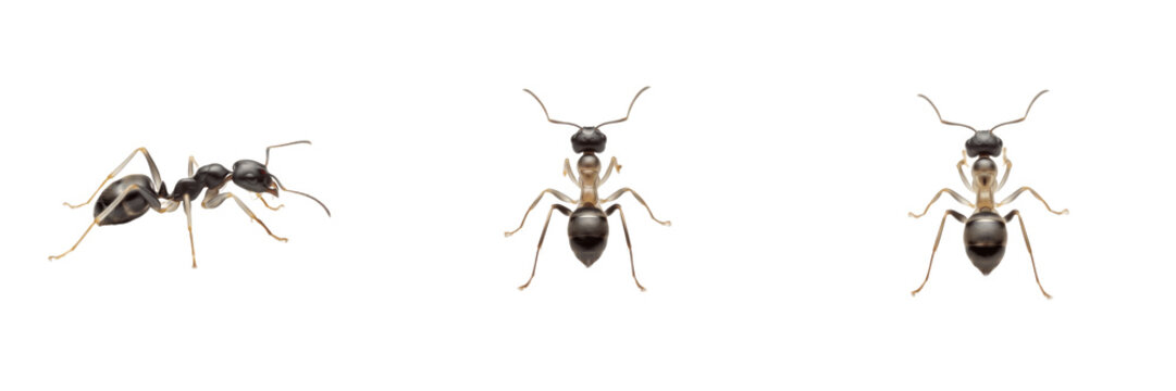 Ghost ant isolated on white background, Tapinoma melanocephalum, tiny translucent ant, indoor ant, pest ant, tropical ant, fast-moving ant, Tapinoma colony, Tapinoma queen, Tapinoma worker, insect