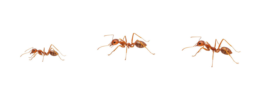 Red imported fire ant isolated on white background, Solenopsis invicta, aggressive stinging ant, invasive ant, tropical ant, colony ant, red ant species, Solenopsis spp., Solenopsis queen, Solenopsis 
