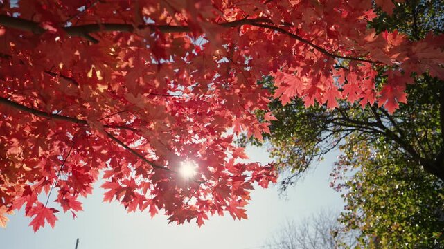 The sun shines brightly through branches and red leaves of a autumn maple tree. Autumn time.