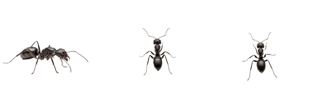Camponotus ant isolated on white background, Camponotus spp., carpenter ant, large wood-boring ant, tropical ant, colony ant, predatory ant, Camponotus queen, Camponotus worker, insect macro photograp