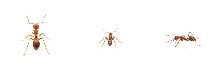 Solenopsis invicta isolated on white background, red imported fire ant, invasive ant, aggressive stinging ant, tropical ant, colony ant, Solenopsis spp., worker ant, queen ant, pest ant, insect macro  © Leaf