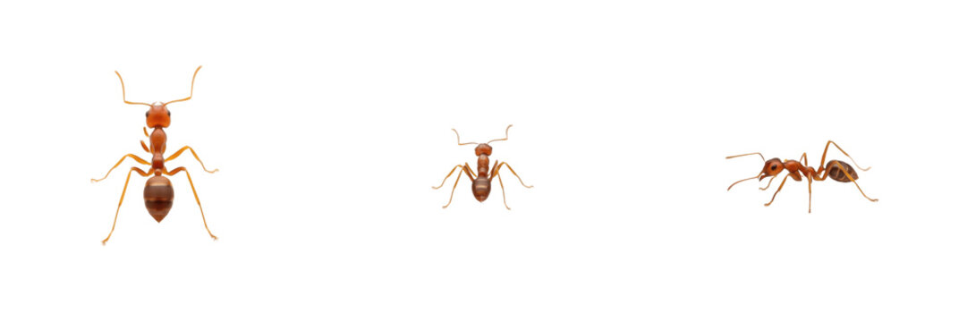 Solenopsis invicta isolated on white background, red imported fire ant, invasive ant, aggressive stinging ant, tropical ant, colony ant, Solenopsis spp., worker ant, queen ant, pest ant, insect macro 