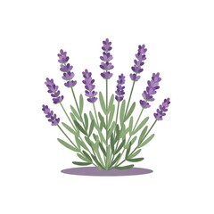 Fototapeta premium Lavender Plant with Purple Flowers.