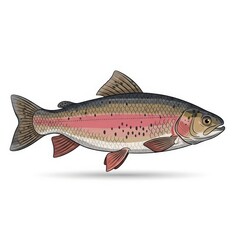 Fototapeta premium Rainbow Trout Fish Side View.