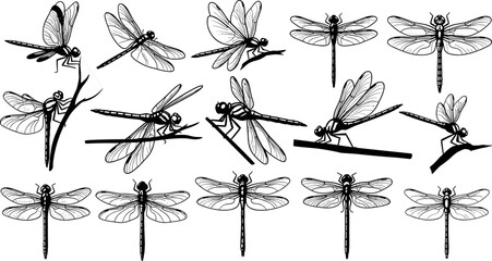 Dragonfly silhouette poses vector illustration set, flying and resting insect icons collection, nature wildlife symbols, detailed monochrome line design isolated on white background © Akadosh