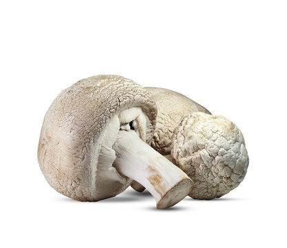 three dry mushrooms