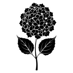 Hydrangea Flower