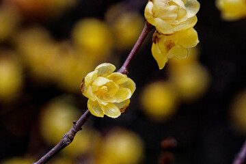 Wintersweet Blossoms in Soft Winter Light