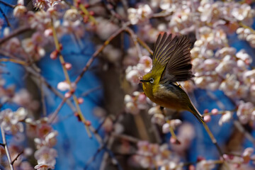 A Japanese White‑eye Soaring from Blooming Ume