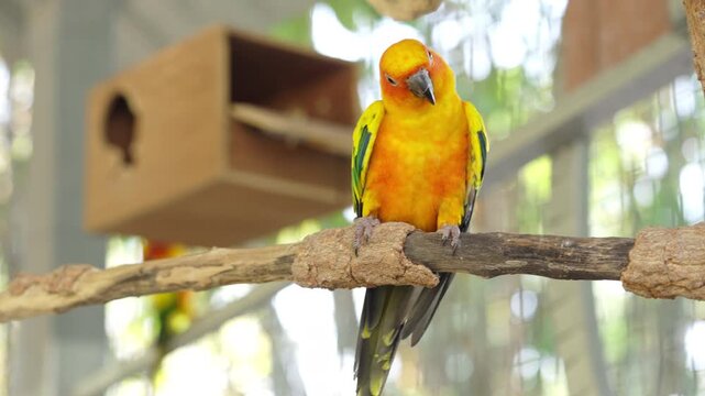 Closeup of tropical sun conure parrots with bright yellow plumage feeding together. Exotic birds representing tropical wildlife, biodiversity and vibrant natural beauty.