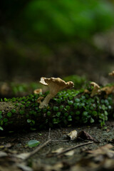 Obraz premium 倒木に生えているキノコ