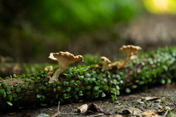 倒木に生えているキノコ