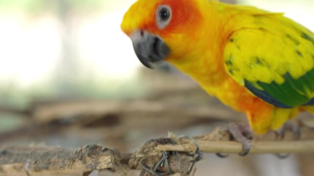A yellow and orange parrot is eating a stick. The parrot is on a branch