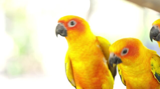 Close up of two bright yellow sun conure parrots eating from a bowl indoors. Colorful exotic pet birds showing bonding behavior in a cozy home environment.