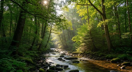 Obraz premium Forest stream sunlight greenery landscape