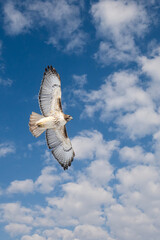 Beautiful Red Tailed Hawk Flies Low Against a Blue Cloudy Sky