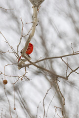 Male Northern Cardinal Perched in a Tree on a Cold Winter Day