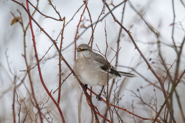 Mocking Bird with Berry in the Brush