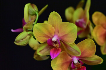 Phalaenopsis I-Hsin Venus orchid. © Nature'sMacroWonders