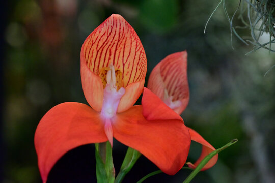 Disa uniflora, also known as the Pride of Table Mountain or red disa. 