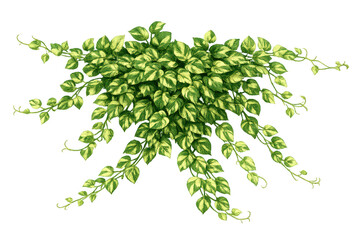 Fototapeta premium Epipremnum aureum plant with variegated green foliage, trailing vines, and heart-shaped leaves on transparent background