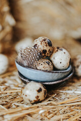 Obraz premium speckled eggs and soft brown feathers.Animal protein is a valuable source of nutrition. healthy foods and products.Organic farm natural quail eggs set 