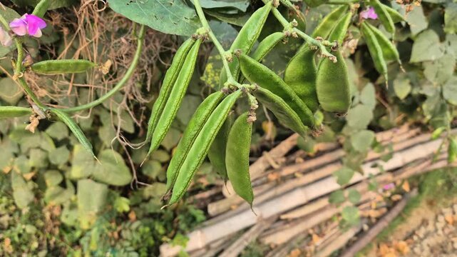 Professional RAW eye level close-up of fresh green hyacinth beans focused on a vine in Bangladesh, 4K UHD 30fps.