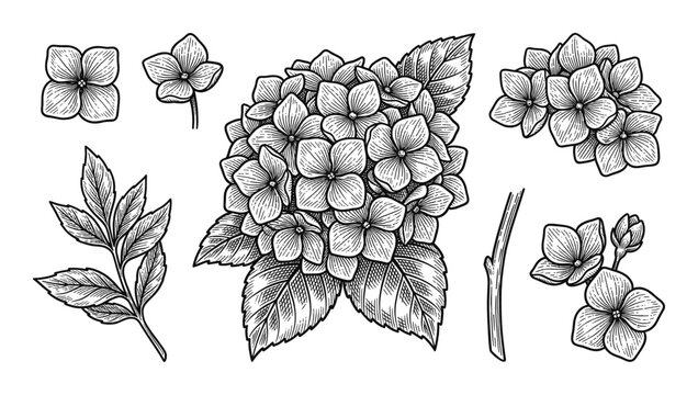 Hydrangea flower hand drawn botanical illustrations engraving blossom leaf and branch design elements set