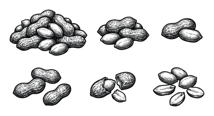 Peanuts sketch set in vintage engraving style organic roasted snack salty groundnut Arachis hypogaea © GoDesigner