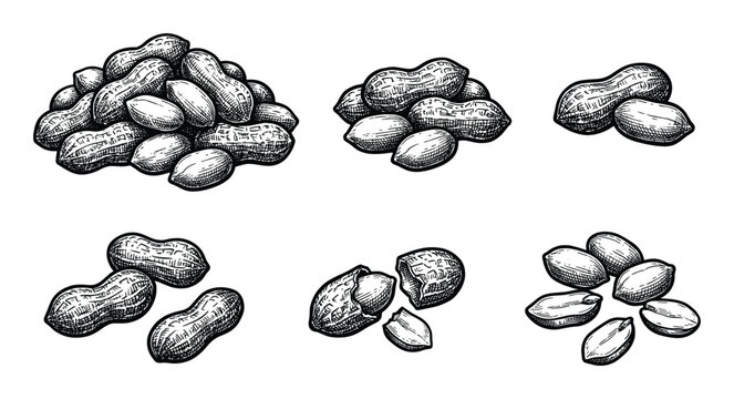 Peanuts sketch set in vintage engraving style organic roasted snack salty groundnut Arachis hypogaea