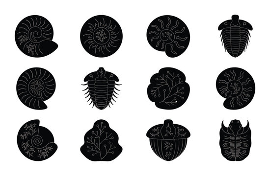 Sea fossil ancient marine life ocean nature animal prehistoric spiral shell vintage vector illustration