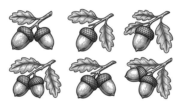Set of hand drawing acorn with leaf on transparent background isolated vector illustration