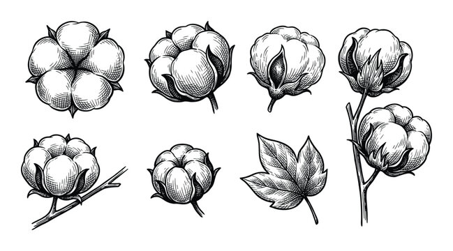 Set of hand drawn cotton flowers. isolated vector objects on transparent background. engraving style