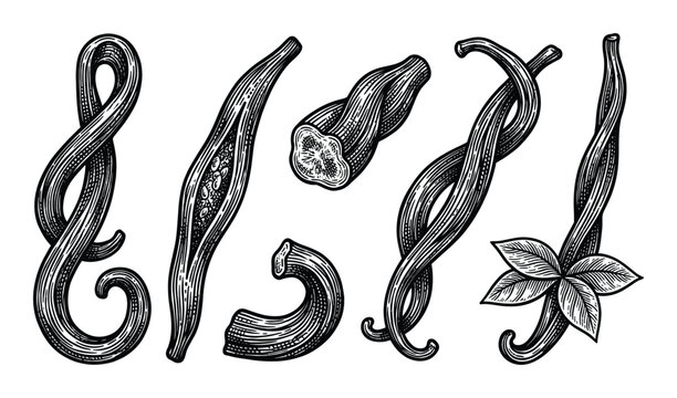 Vanilla pods in vintage engraving style aromatic cooking ingredient seasoning organic flavoring