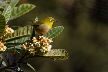 Japanese White‑eye Perched on Loquat Blossoms with Copy Space