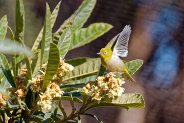 Mejiro Launching from Blooming Loquat Flowers